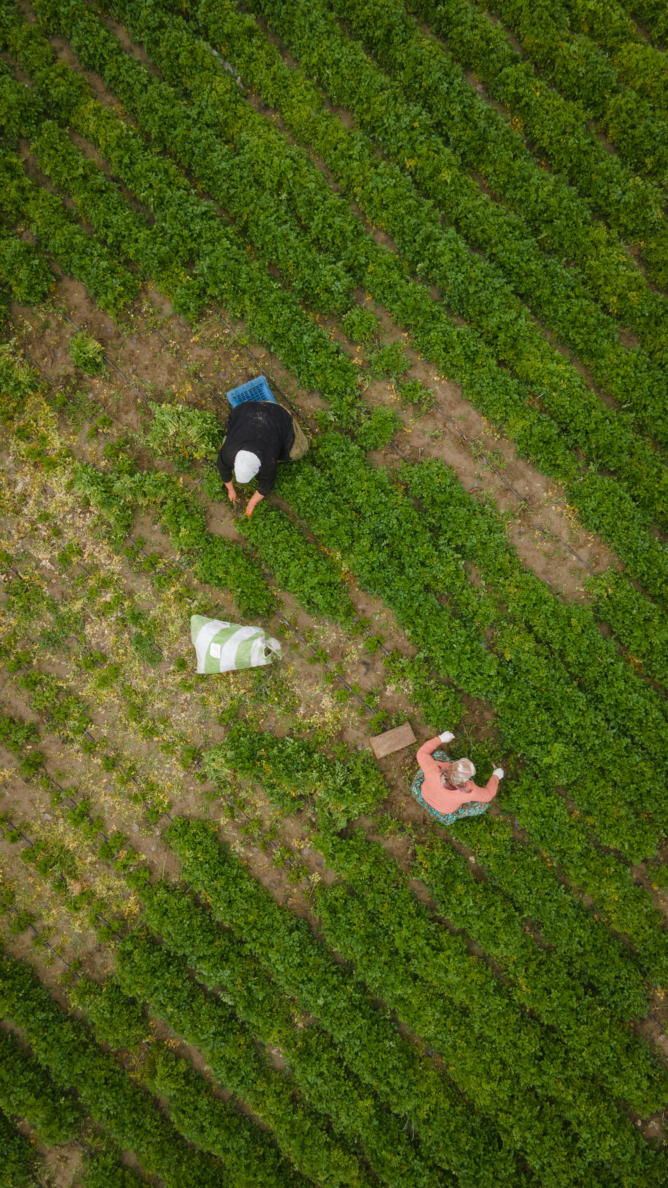 Aerial view of two workers in a field
