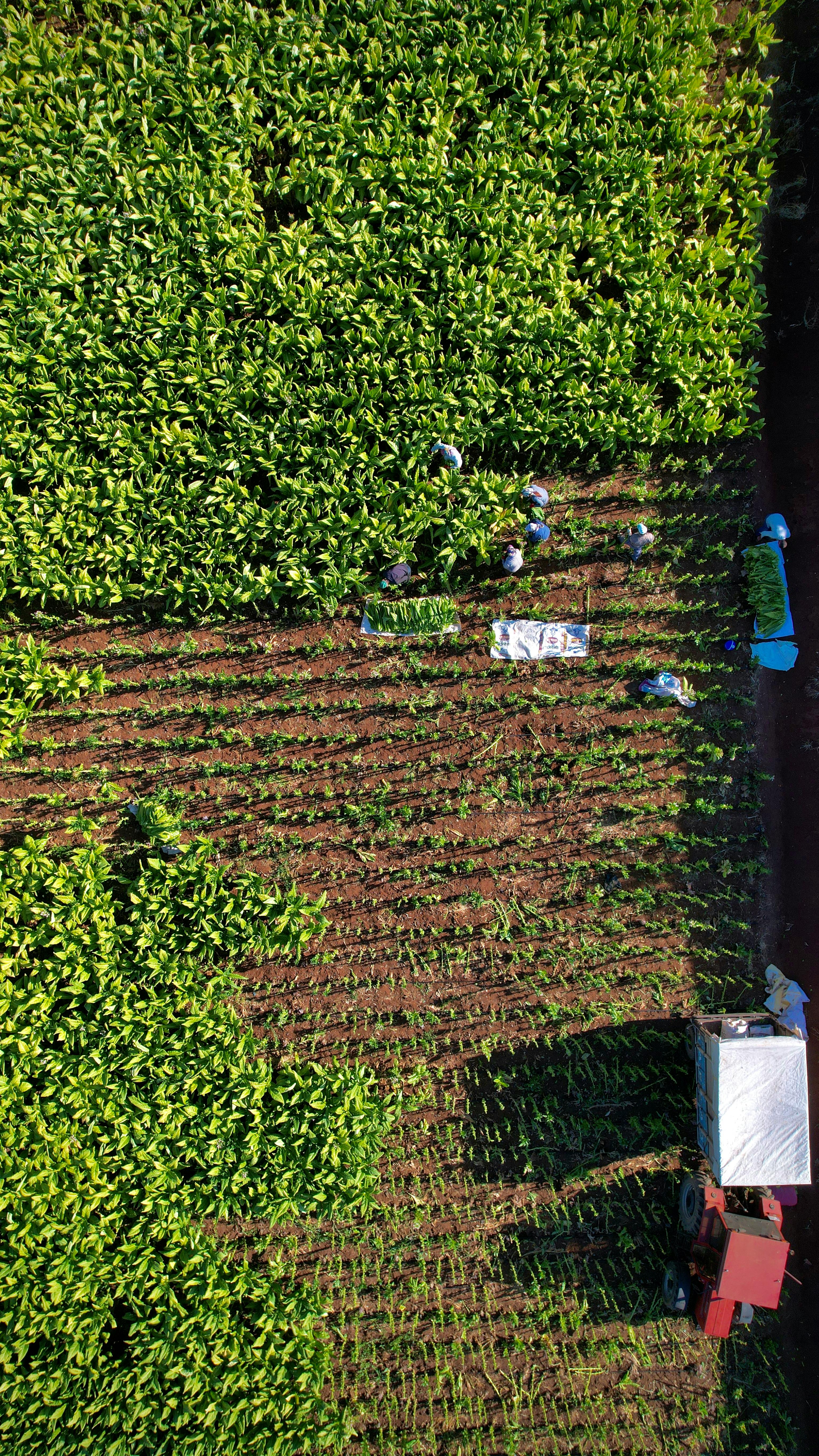 Aerial view of workers harvesting rows
