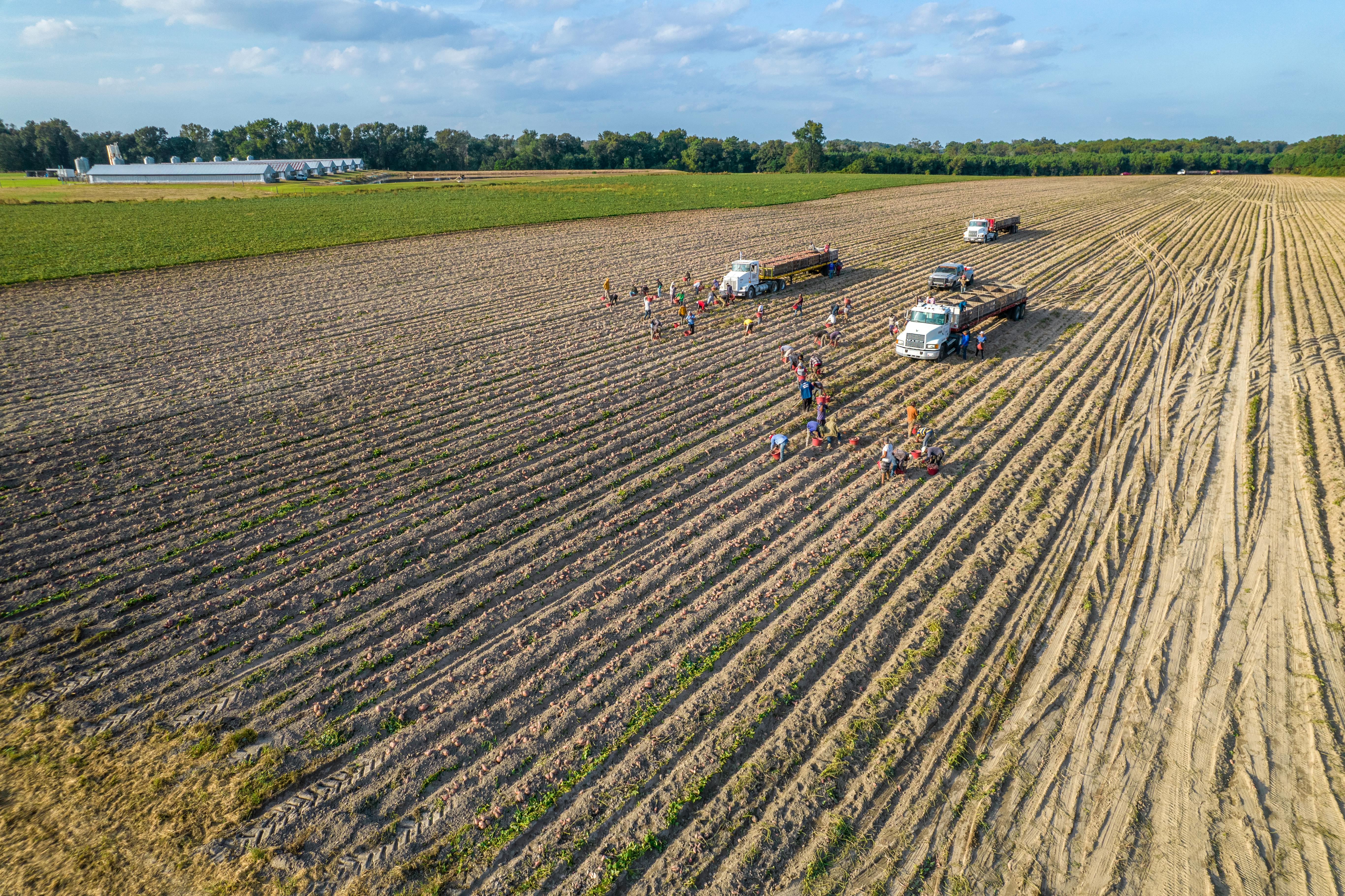 Crew harvesting a field with trucks