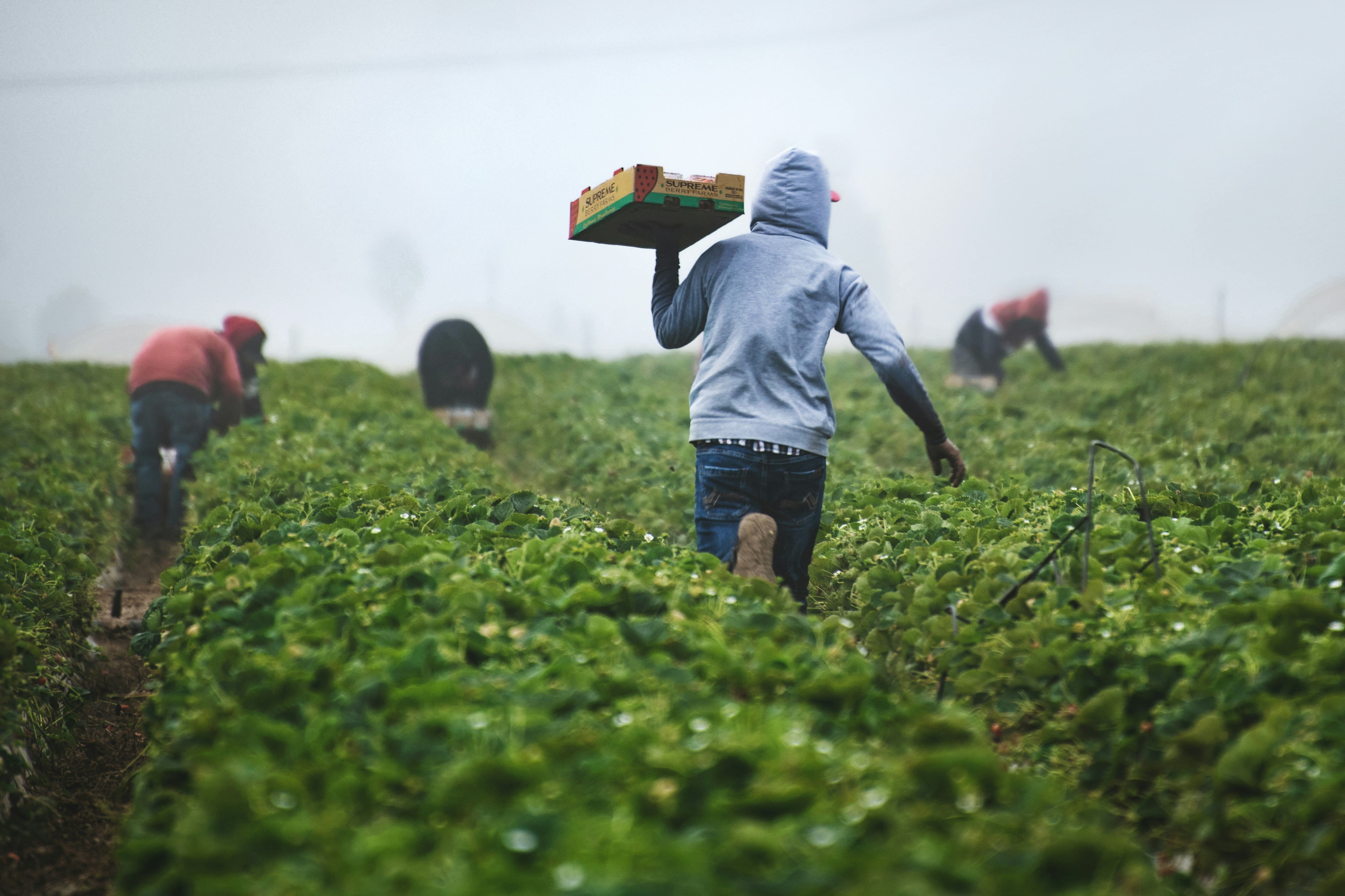 A farmworker carrying a harvest box through the field